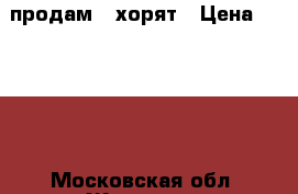 продам 7 хорят › Цена ­ 3 000 - Московская обл. Животные и растения » Другие животные   